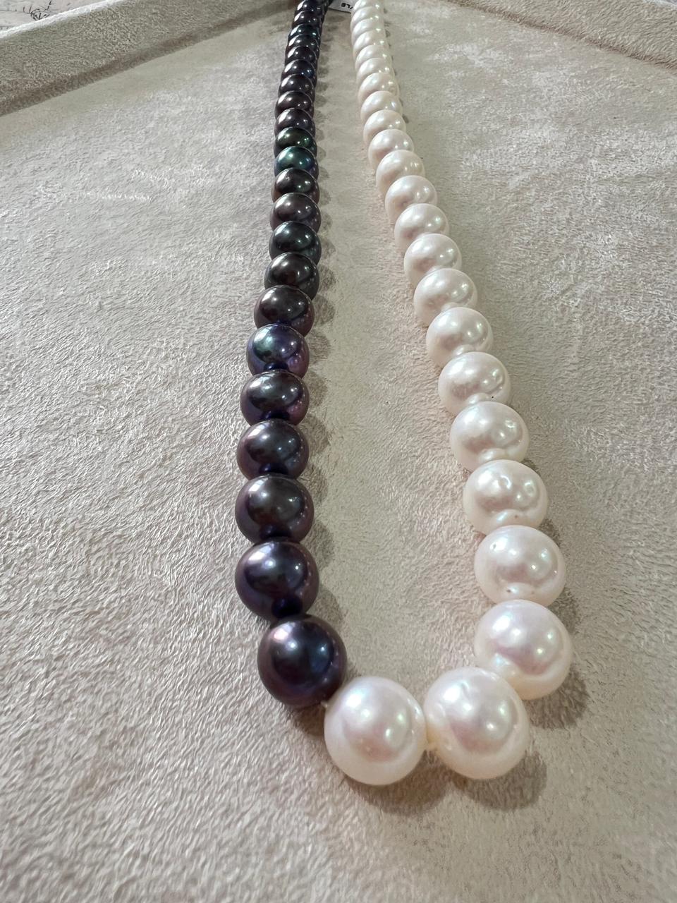 WhatsApp Image 2026-01-03 at 12.55.08 PM